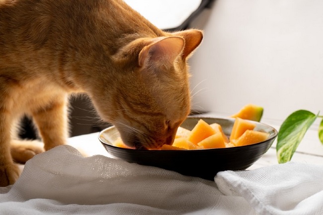 Can Cat Eat Mango