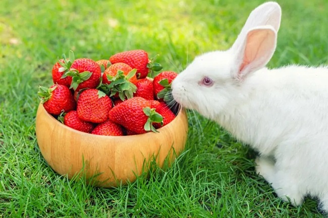 Can Rabbits Eat Strawberries