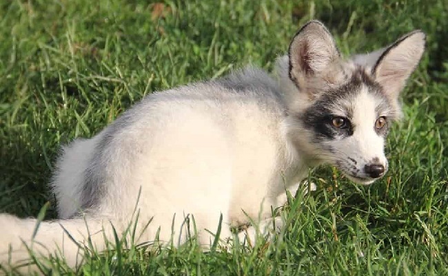 Canadian Marble Fox Pets