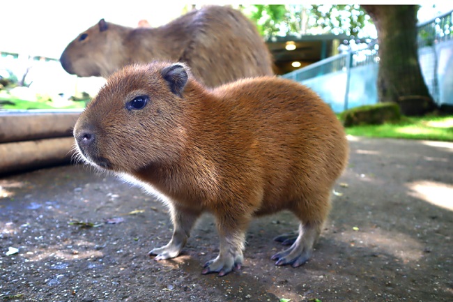 Capybara Pet