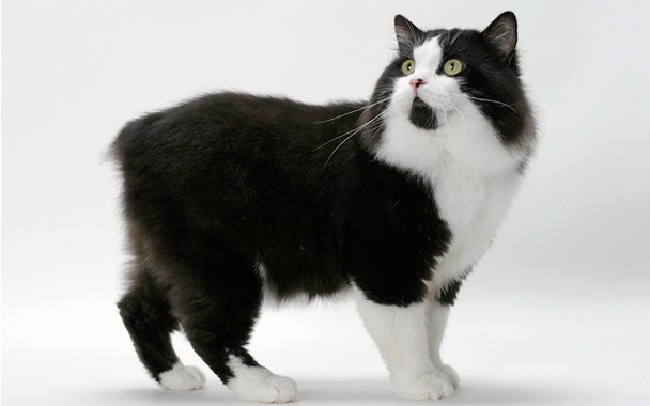 Cat Breeds With No Tails
