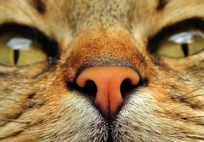 Cat Noses Dry