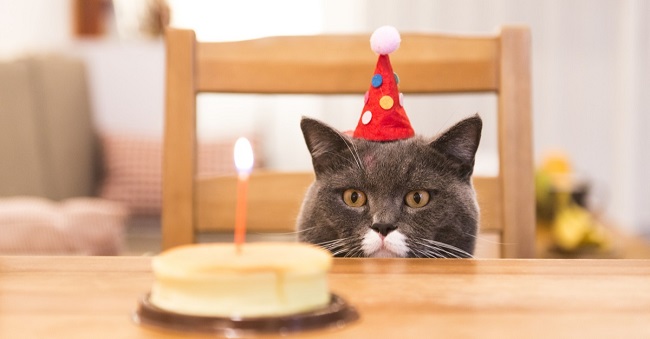Cat Puns Birthday