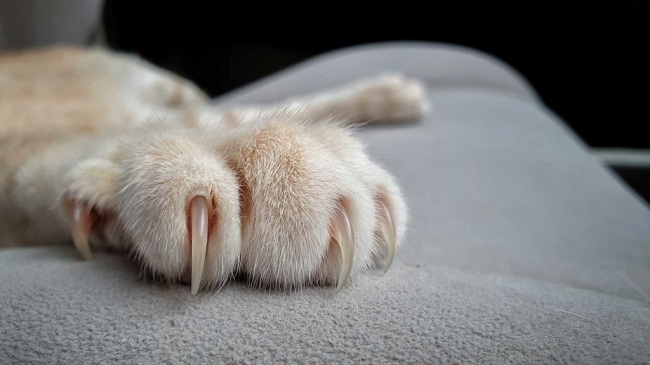 Cat Shed Nails