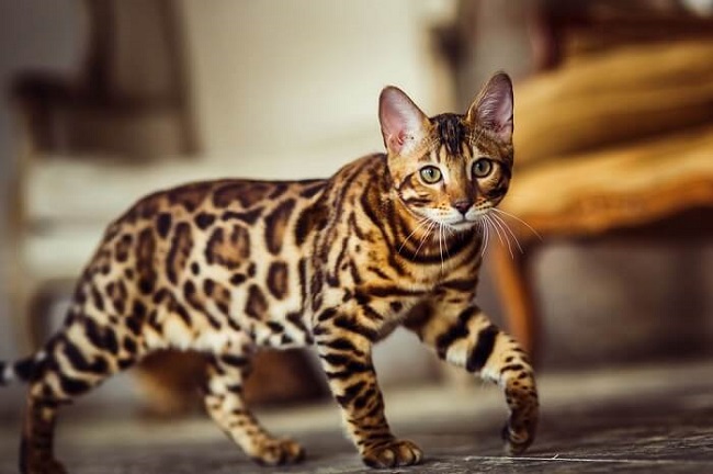 Cat That Looks Like a Leopard