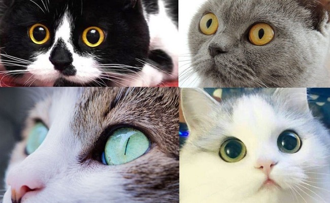 Cats Eye Changes Color