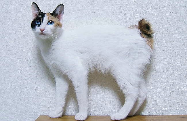 Cats With Short Tails