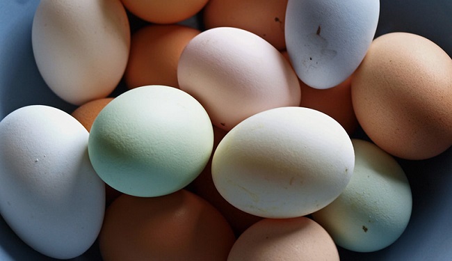 Chicken Breeds Colored Eggs