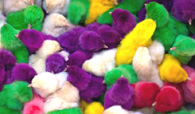 Chicken Color