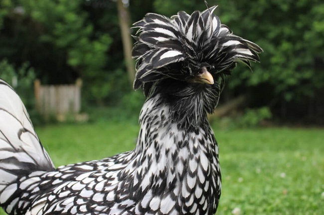 Cool Chickens Breeds