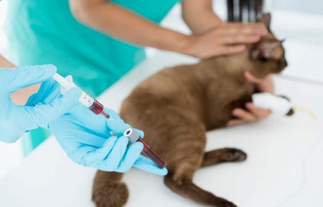 Cost of Bloodwork For Cat