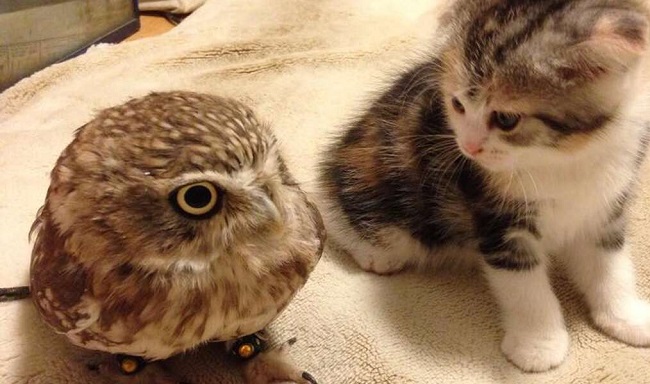 Do Owls Eat Cats