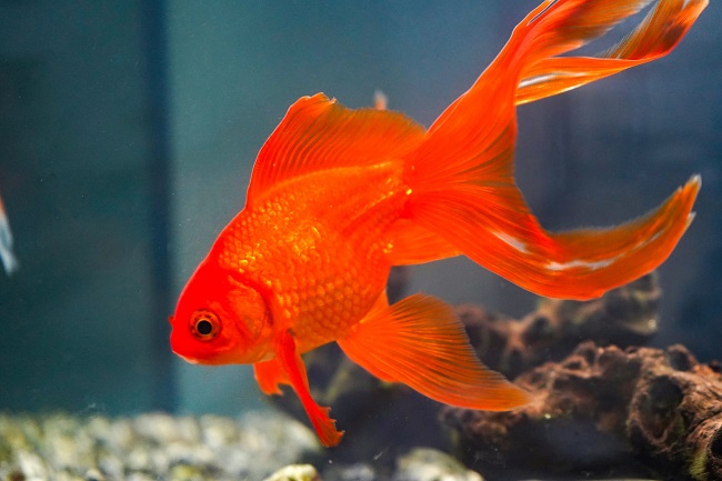 Goldfish Breeds