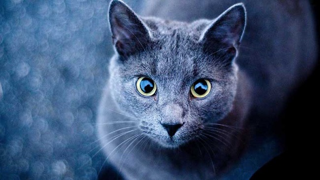 Gray Blue Cats