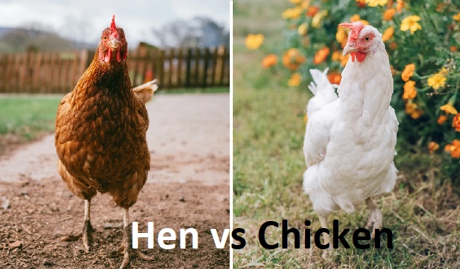 Hen vs Chicken