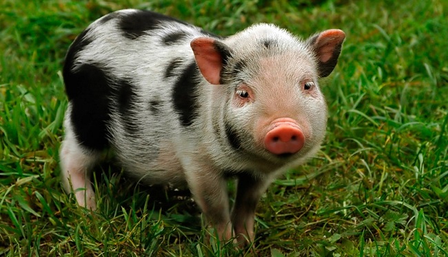 How Much is a Pig Piglet Cost