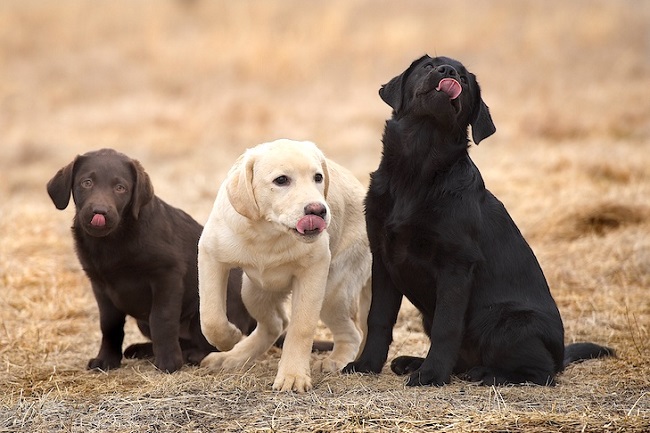Lab Puppies For Sale in Georgia