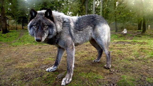 Largest Wolf