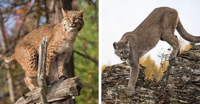 Mountain Lion vs Bobcat