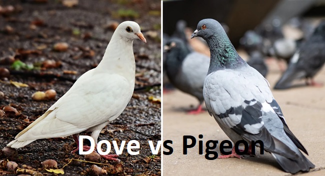 Pigeon vs Dove