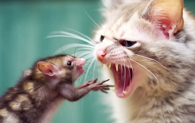 Possum and Cats