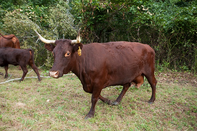 Red Cow Breeds