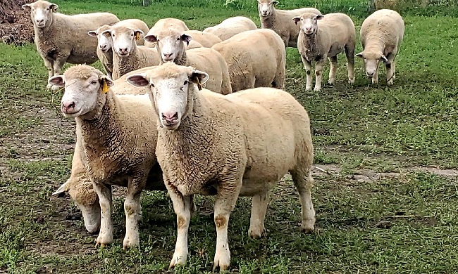 Sheep Meat Breeds