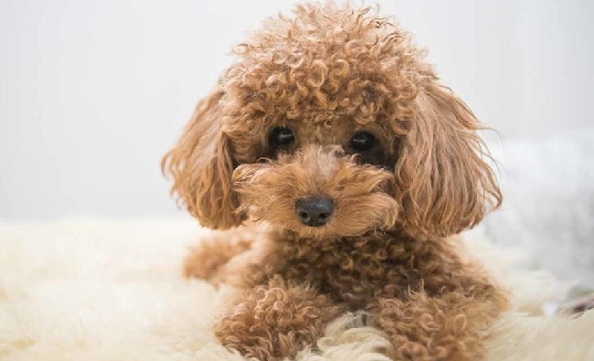 Toy Poodle Weight
