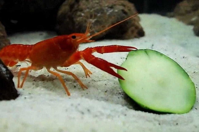 What Do Crayfish Eat