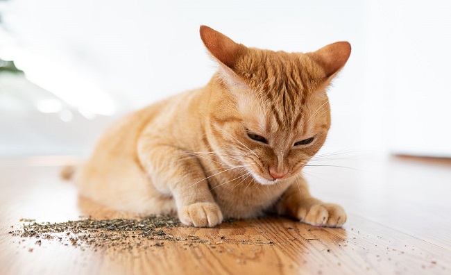 When Can Cats Have Catnip