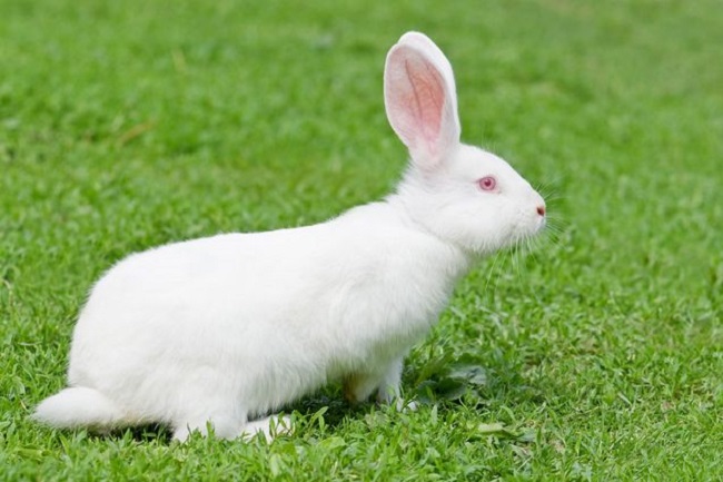White Rabbits Breed