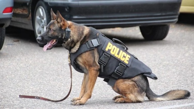 Adopt Retired Police Dogs