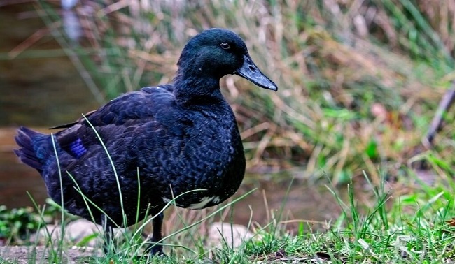 All Black Ducks
