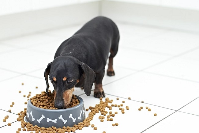 Best Dog Food For Allergies and Yeast Infections