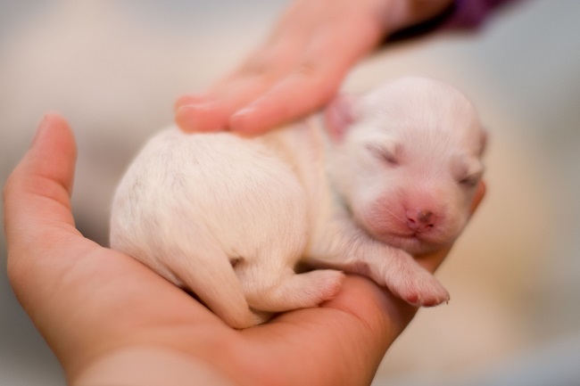 Can You Touch a Newborn Puppy