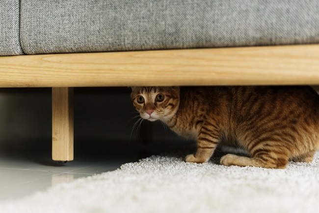 Cat Hiding Under Bed