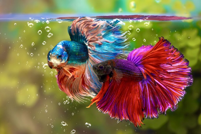 Colors of Betta Fish