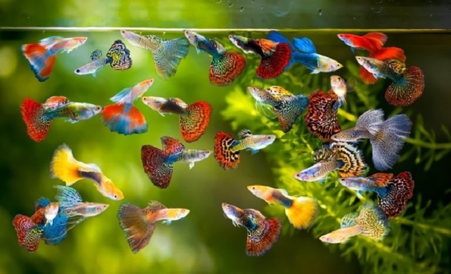 Colors of Guppies