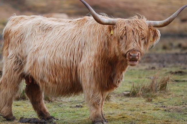 Cow With Long Hairs