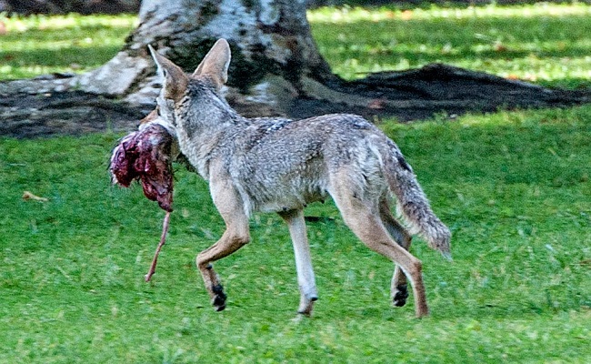 Coyotes Eating Cats