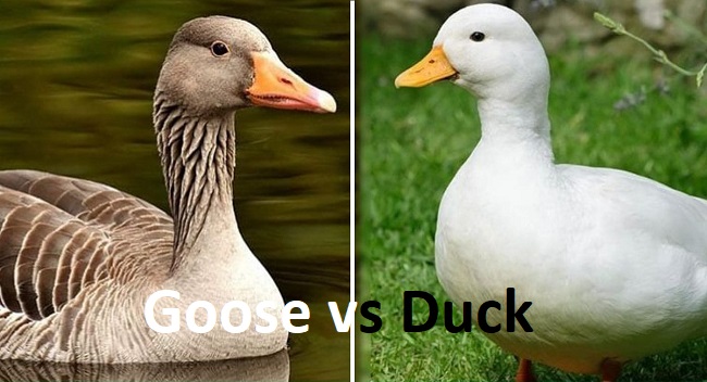 Duck vs Goose