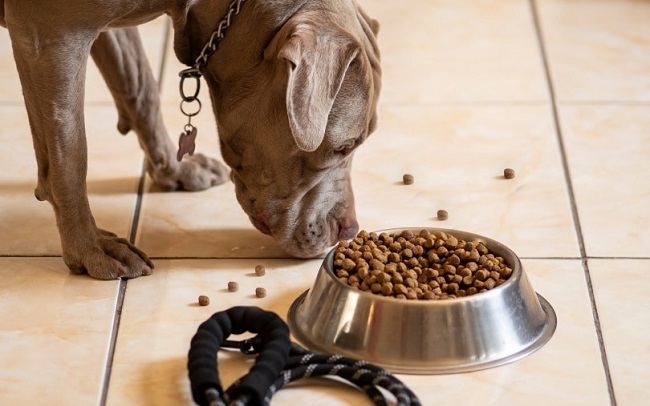 Best Dog Foods For Bullies