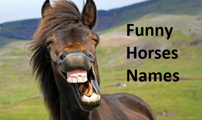 Funny Horses Names