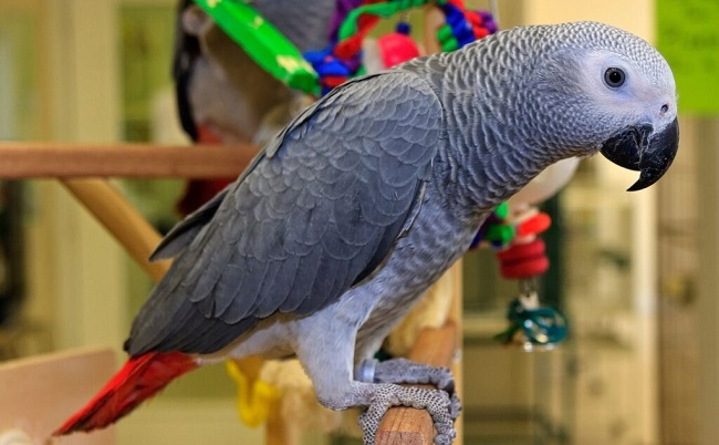 How Much is a African Grey Parrot