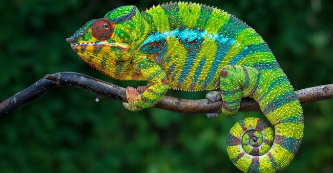 How Much is a Chameleon