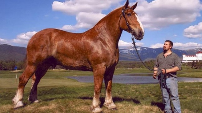 Largest Horse Breeds