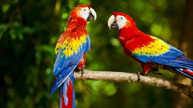 Types of Parrots