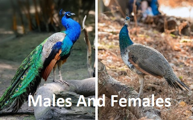 Males And Females Peacocks