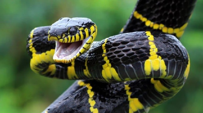 Mammal Snake