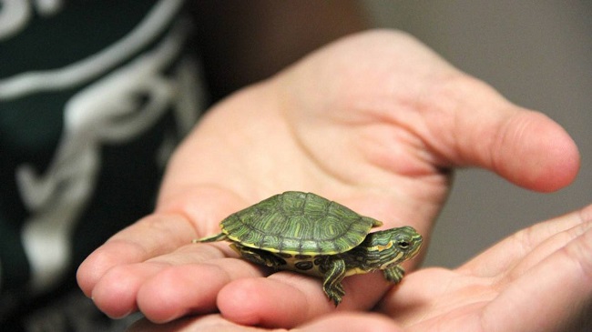 Pet Mini Turtles